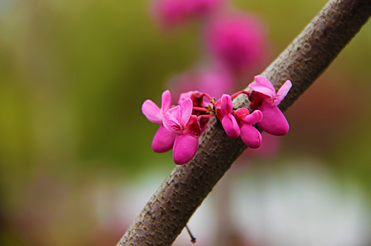 紫荆花特写