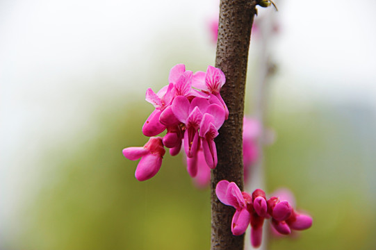 唯美春花