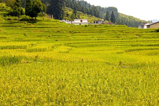 山村稻田