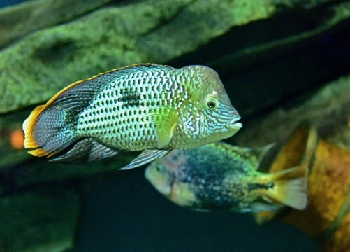 水族布景