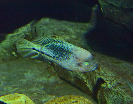 水族布景