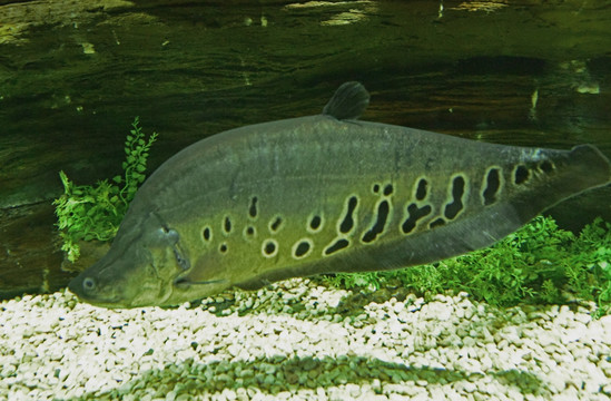 鱼缸背景图水族布景