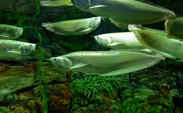 水族布景