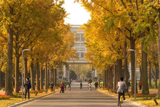 成都电子科技大学银杏大道