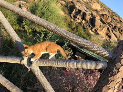 猫爬栏杆
