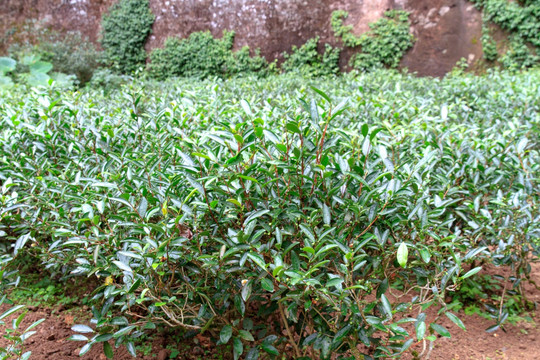 武夷山红茶品种肉桂