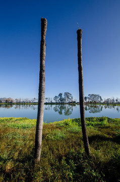 滇池湿地风光