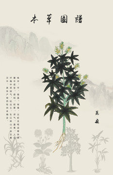 蓖麻
