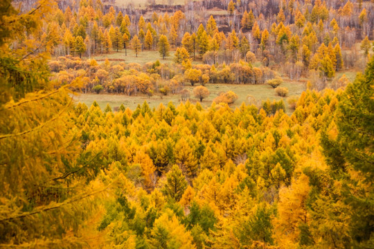 阿尔山国家森林公园