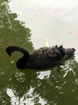 池塘里的鹅