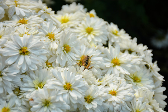 白色小花丛中的蜜蜂