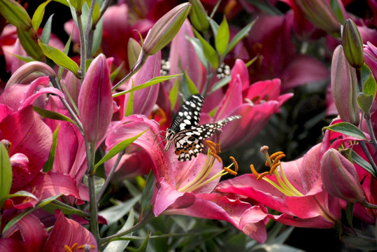 红色百合花丛中的斑点蝴蝶