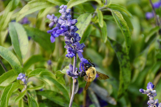 薰衣草中采蜜的蜜蜂