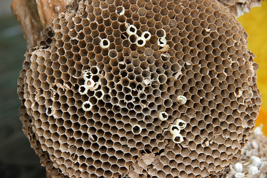蜂巢