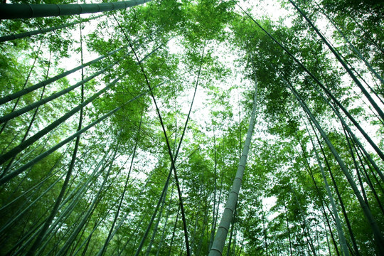 仰拍绿竹林