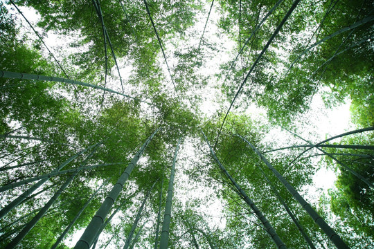 仰拍绿竹林