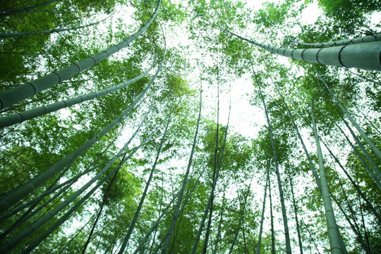 仰拍绿竹林