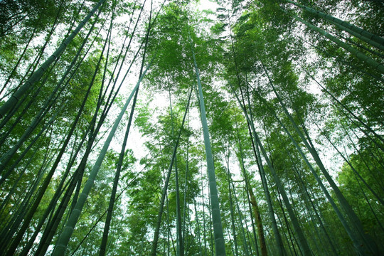 仰拍绿竹林