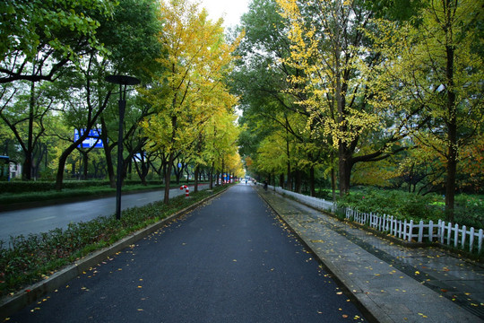 杭州西湖区西溪路秋景