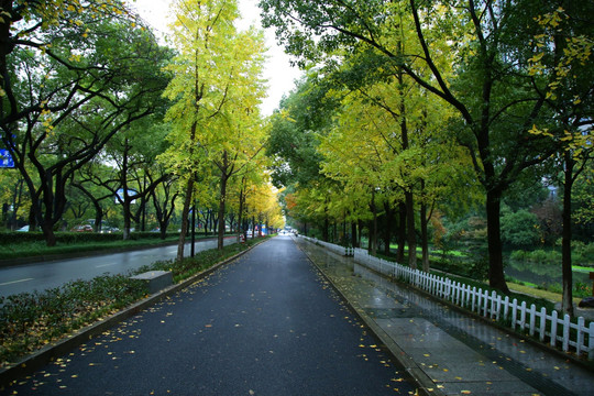 杭州西湖区西溪路秋景