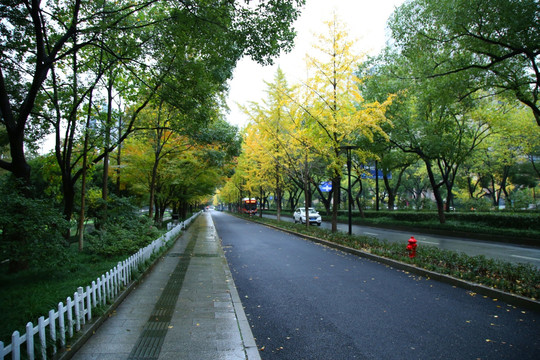 杭州西湖区西溪路秋景