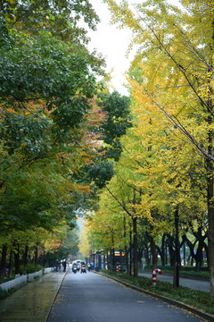 杭州西湖区西溪路秋景