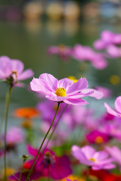 波斯菊格桑花特写