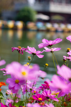 格桑花波斯菊