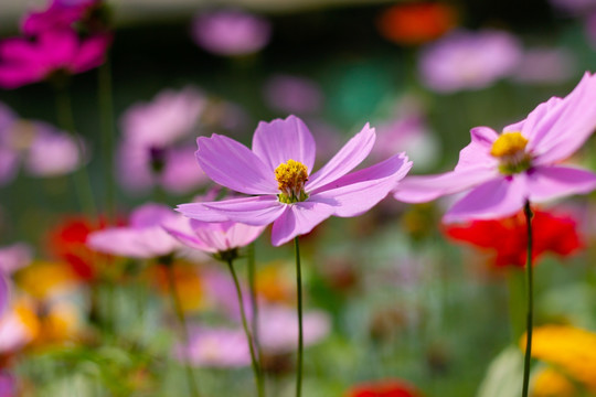 格桑花