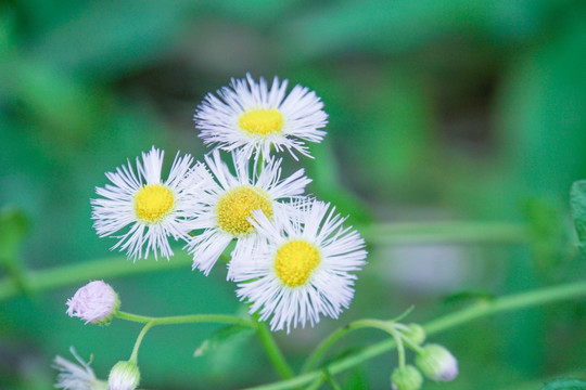 雏菊