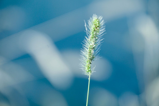 狗尾巴草