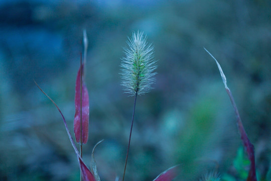 狗尾巴草