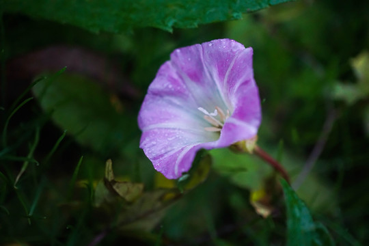 牵牛花