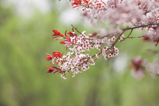 早春樱花