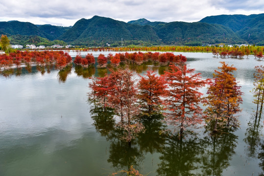 红杉树