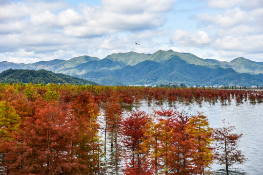 红杉树