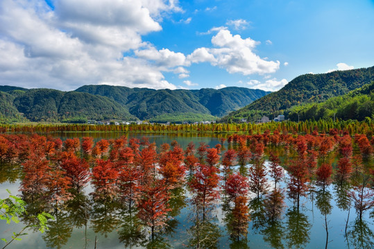 红杉树