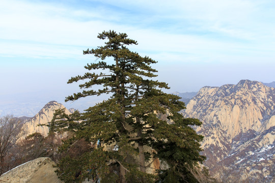 陕西华山华山松