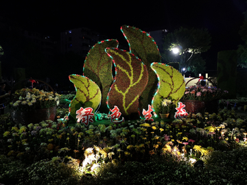 南平菊花展夜景