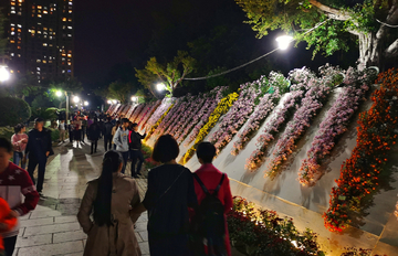 南平菊花展夜景