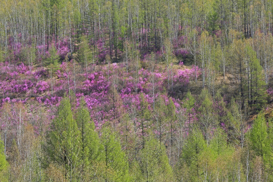 大兴安岭杜鹃花