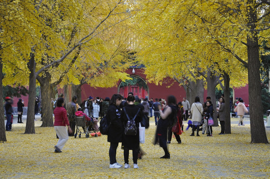 银杏林的秋天