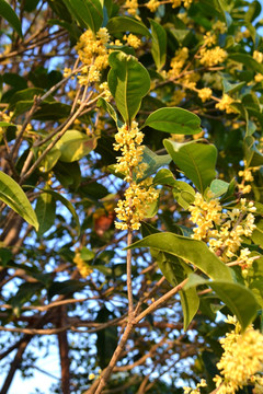 桂花花枝