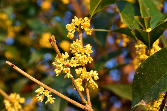 桂花花枝