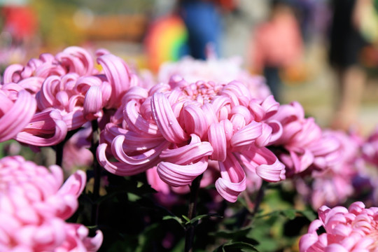 菊花特写