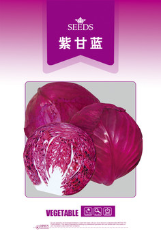 紫甘藍(lán)