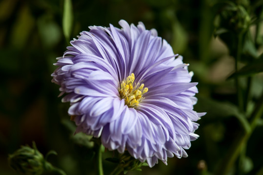 紫色的小菊花