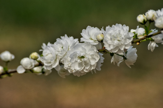 白色的小桃花