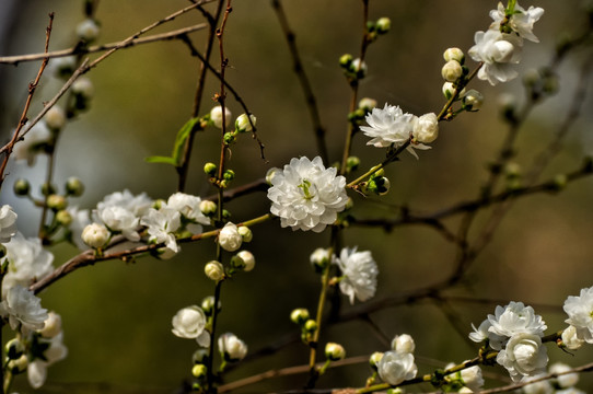 白色的小桃花