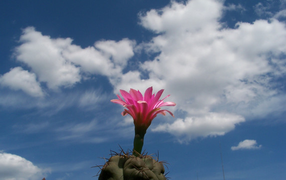 仙人球花